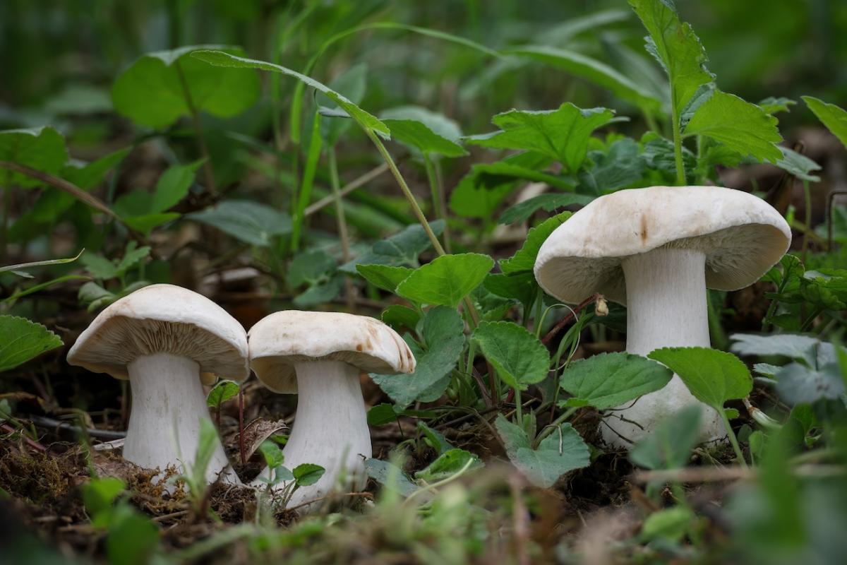 Ejemplares de Calocybe gambosa en un bosque europeo.