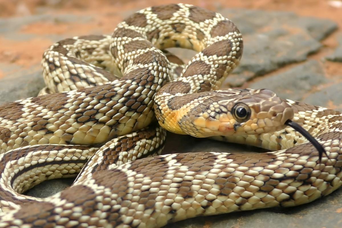 Imagen de archivo de un ejemplar de culebra de herradura ('Hemorrhois hippocrepis').
