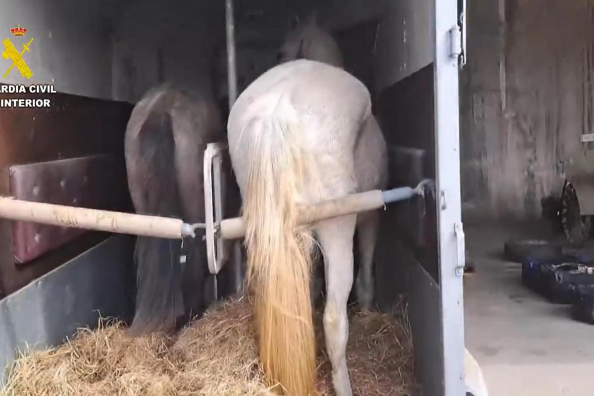 Uno de los transportes equinos intervenidos en el marco de la 'Operación Tocayo' de la Guardia Civil, contra el narcotráfico en camiones y transportes de caballos.