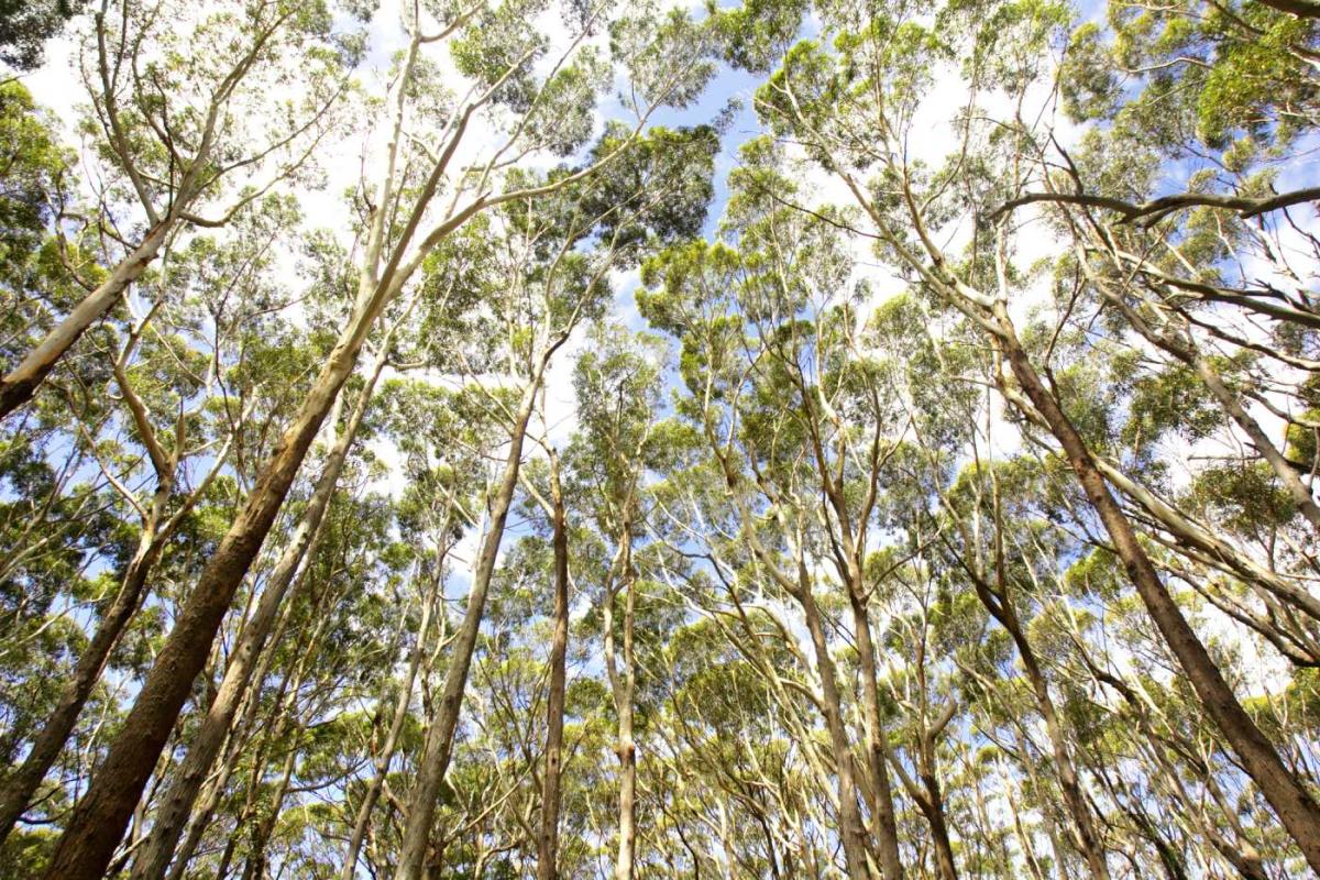 Bosque en el Parque Nacional de Booderee en Australia