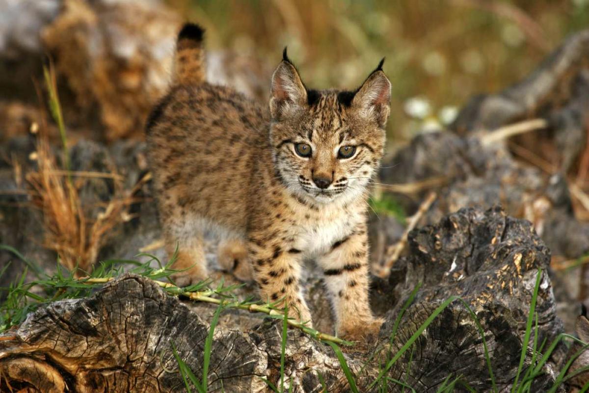 Cachorro de lince iberico