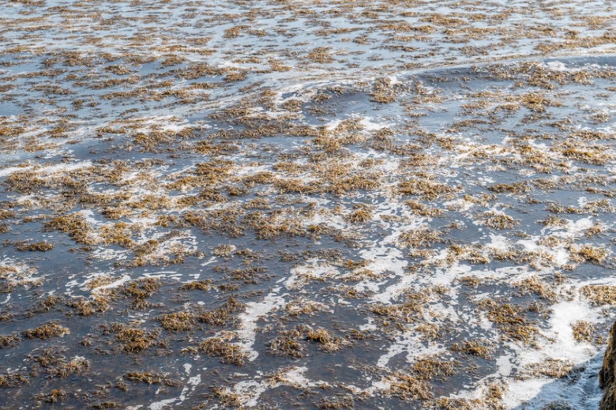 Imagen de archivo del alga asiática ('Rugulopteryx okamurae').