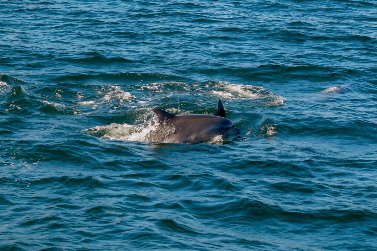 Un delfín.