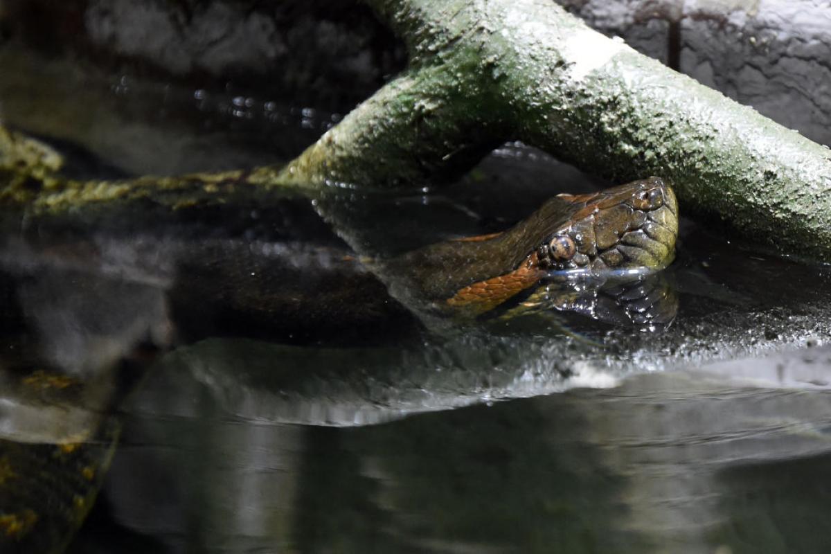 Un ejemplar de anaconda verde en una imagen de archivo en un parque natural de Roma