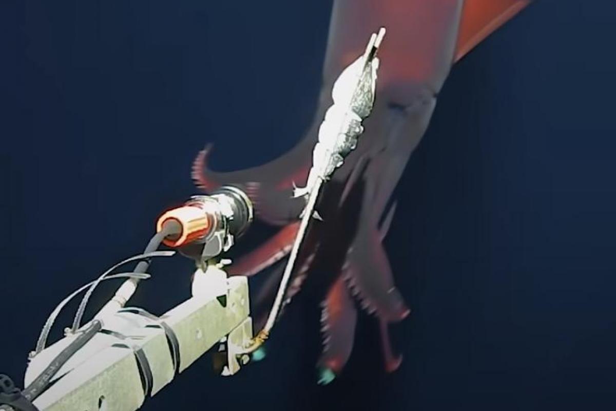 Filman un raro calamar de aguas profundas con grandes 'faros'.