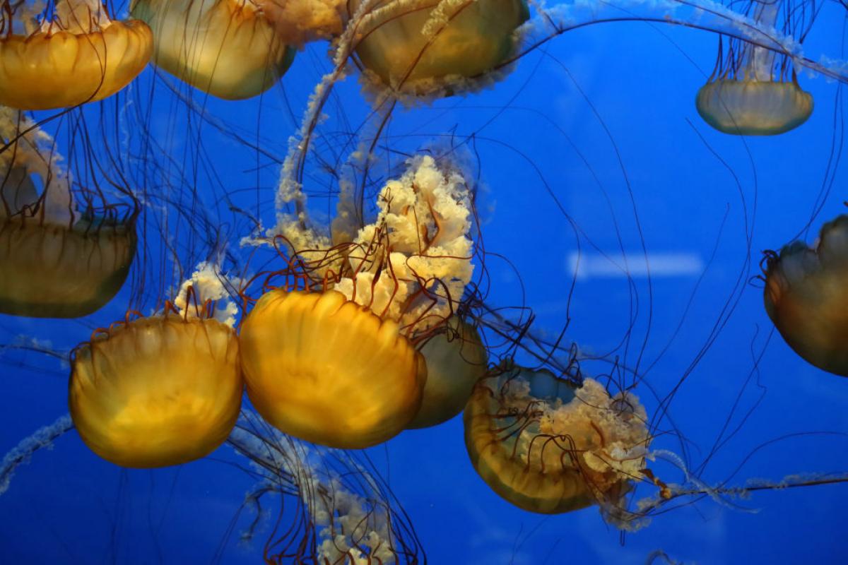 Varios ejemplares de la medusa Melena de León.