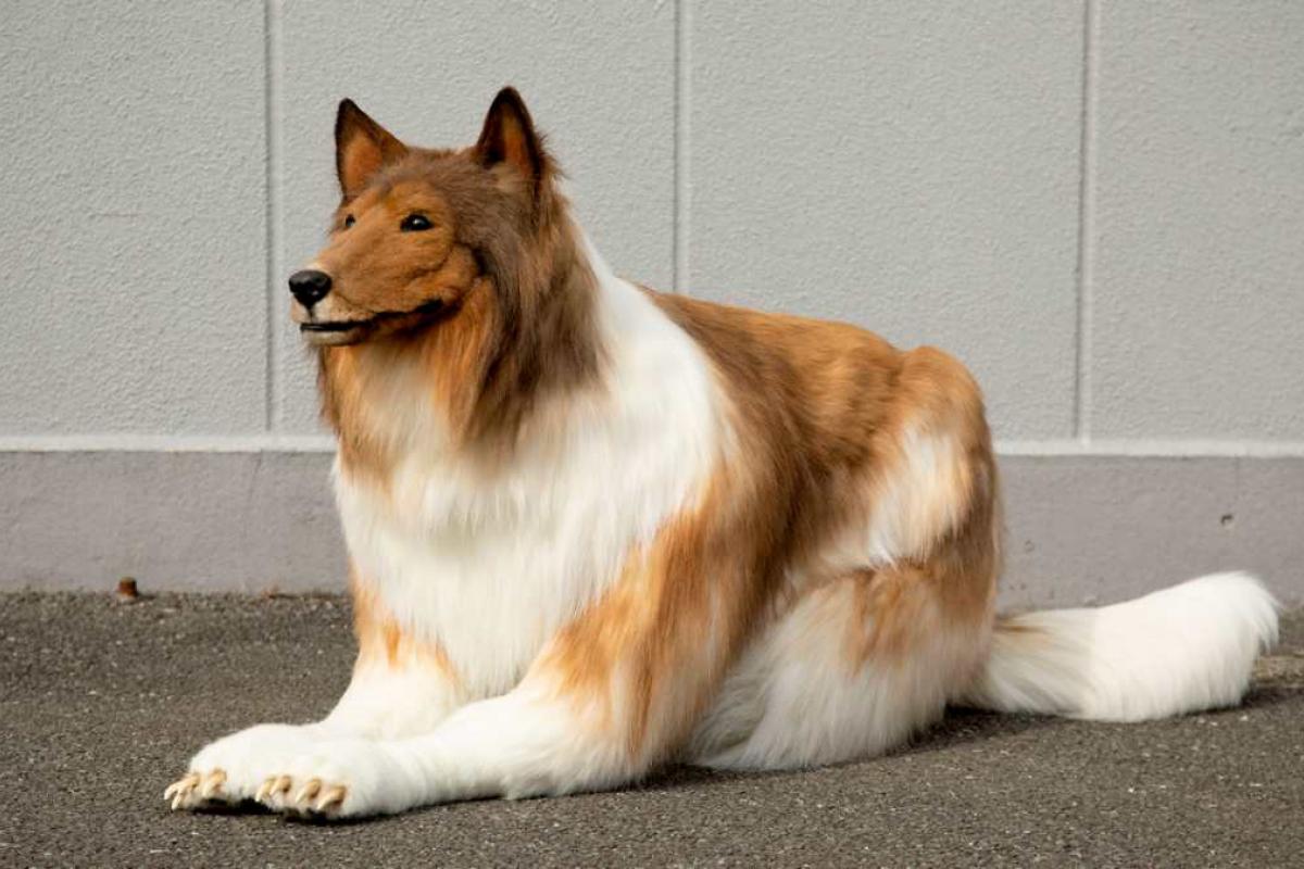 Toco, el humano collie