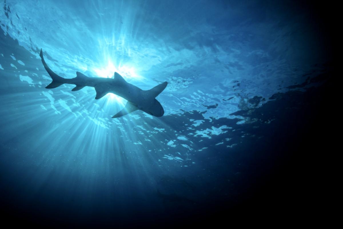 Imagen de archivo de la silueta de un tiburón.