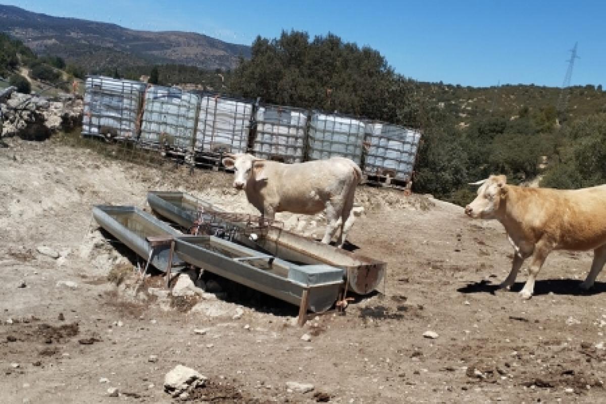 Ganaderos de Castellón sacrifican animales al no poder hacer frente a los costes