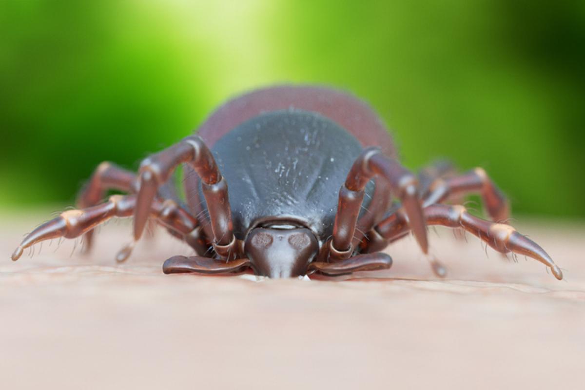 Ilustración de una picadura de una garrapata común.