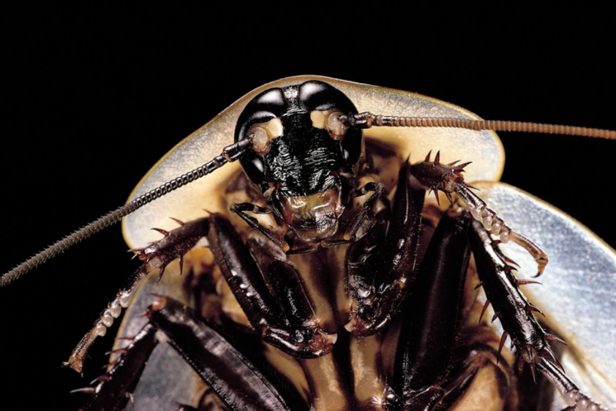 Imagen de archivo de un ejemplar de cucaracha gigante ('Blaberus giganteus').
