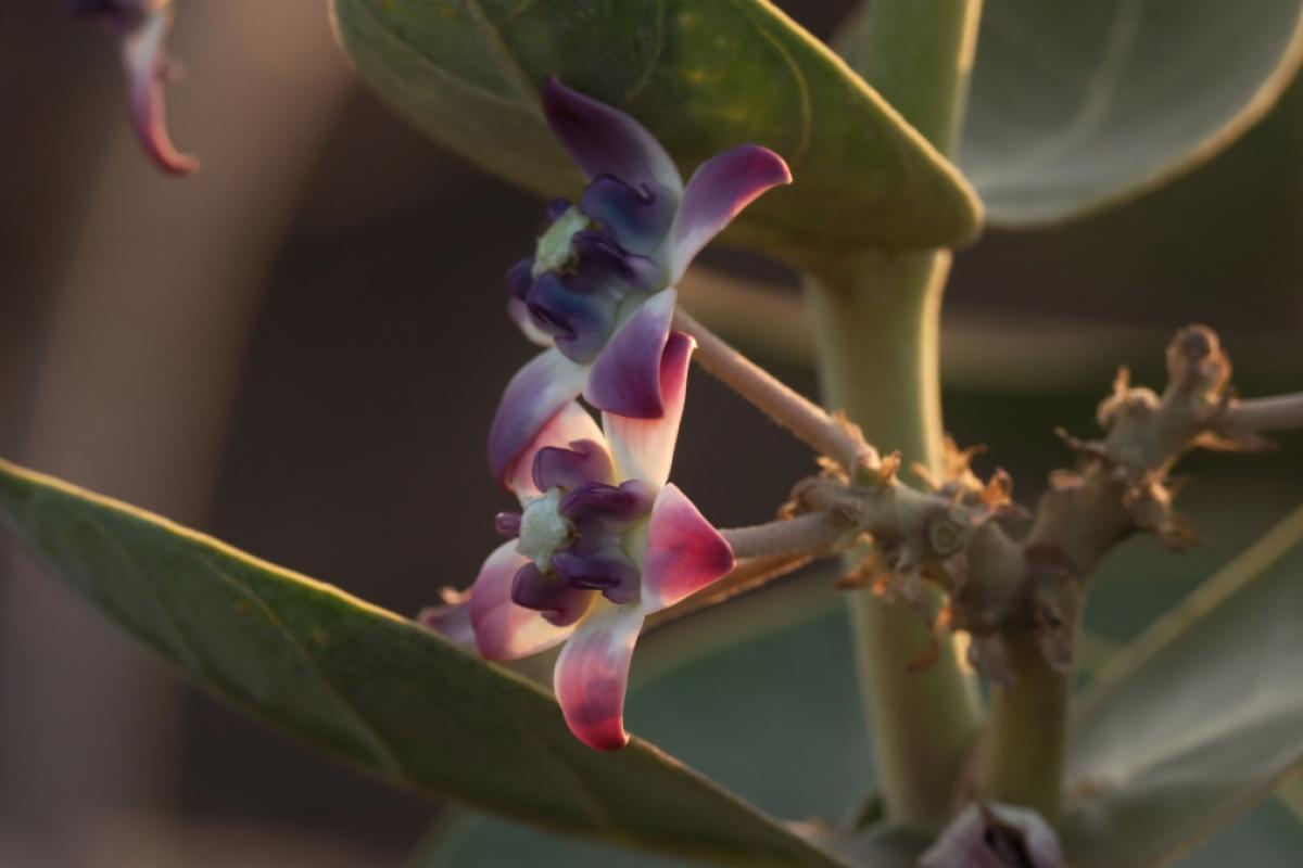 Detalles en primer plano de Calotropis procera