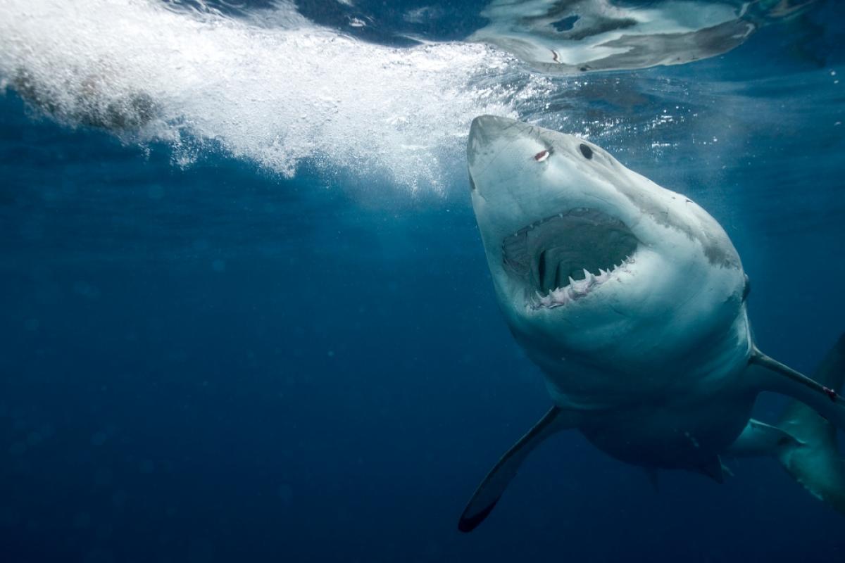 Imagen de un tiburón