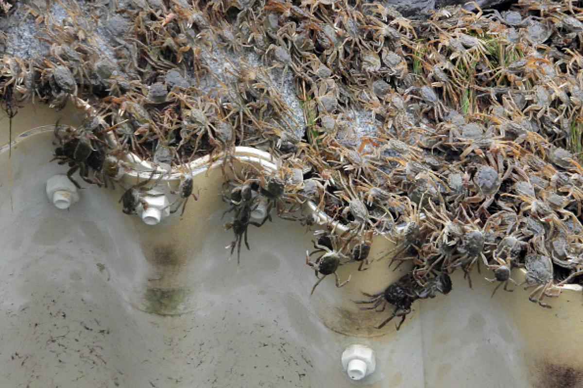 Numerosos ejemplares de cangrejo chino o cangrejo de Shanghái ('Eriocheir sinensis').