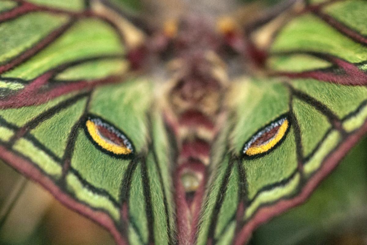 Plano detalle de las alas de un ejemplar de mariposa isabelina ('Graellsia isabellae'), en una imagen de archivo tomada en España.