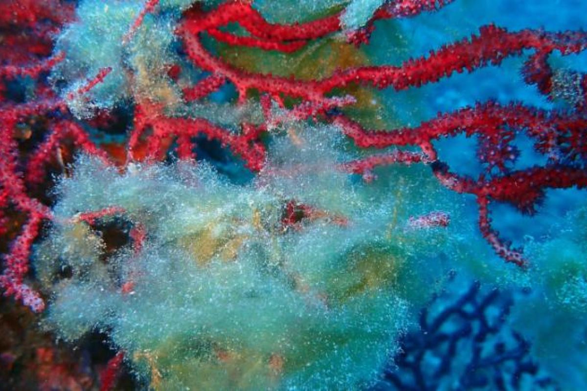 'Chrysonephos lewisii', alga invasora en Cataluña.