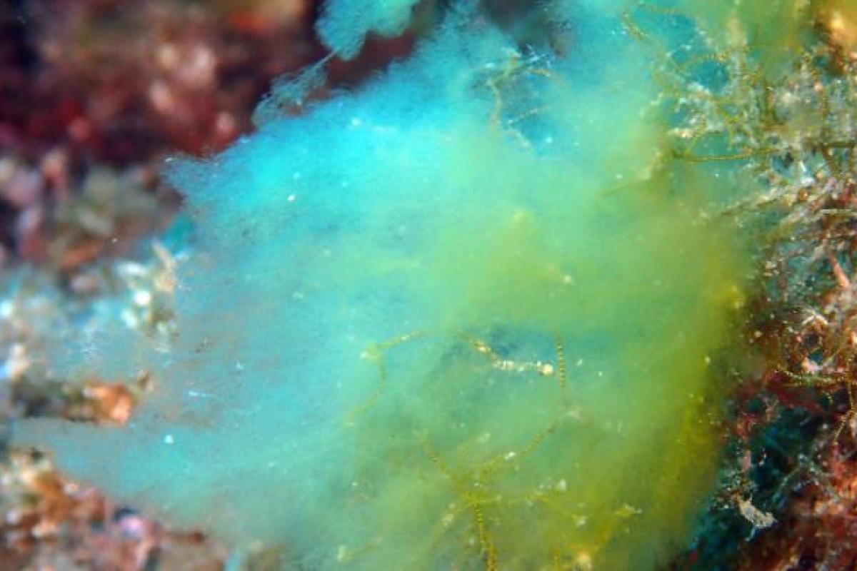 Ejemplar de alga invasora, detectada en Catalunya, 'Chrysonephos lewisii', perteneciente al grupo de las 'Pelagophyceae'.