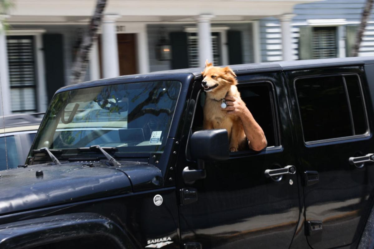 Un perro, dento de un coche