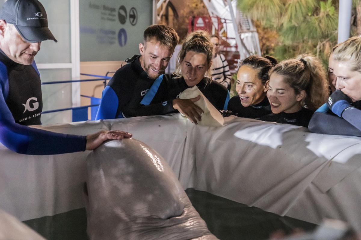 Belugas en el Oceanogràfic de València