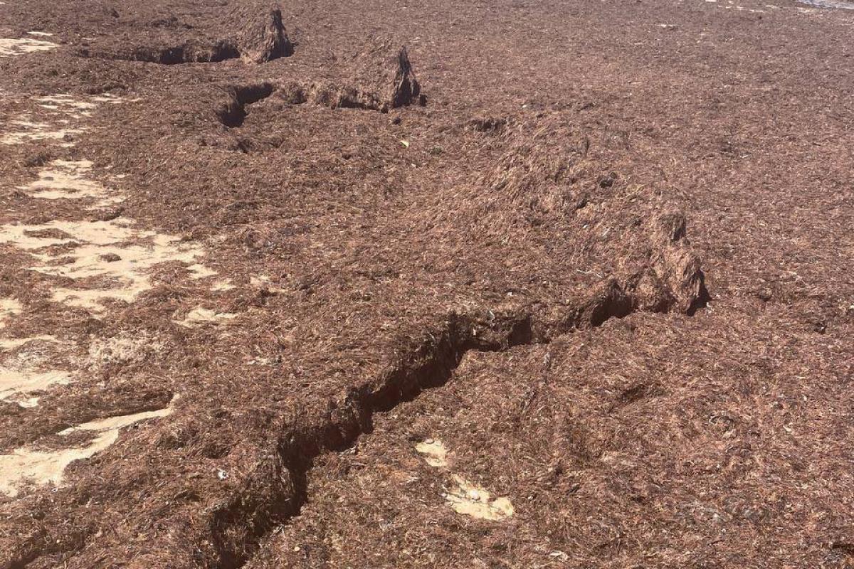 La invasión de algas en la playa de La Caleta, en Cádiz.