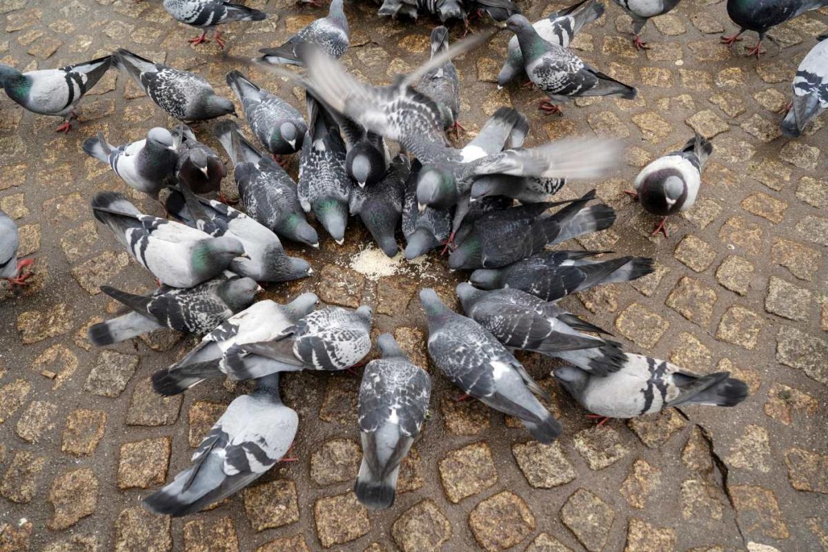 Palomas comiendo pan