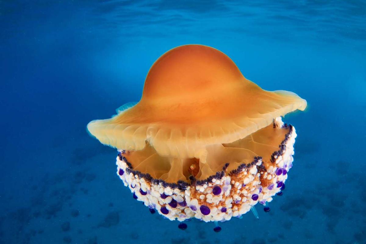 Una medusa 'huevo frito' típica del Mediterráneo