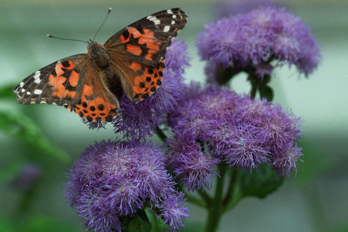 Una mariposa dama pintada, en una imagen de archivo