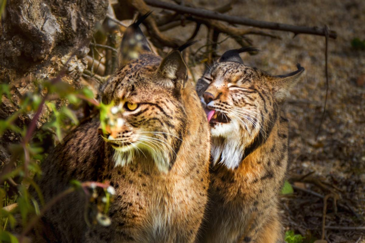 Imagen de archivo de una pareja de linces ibéricos.