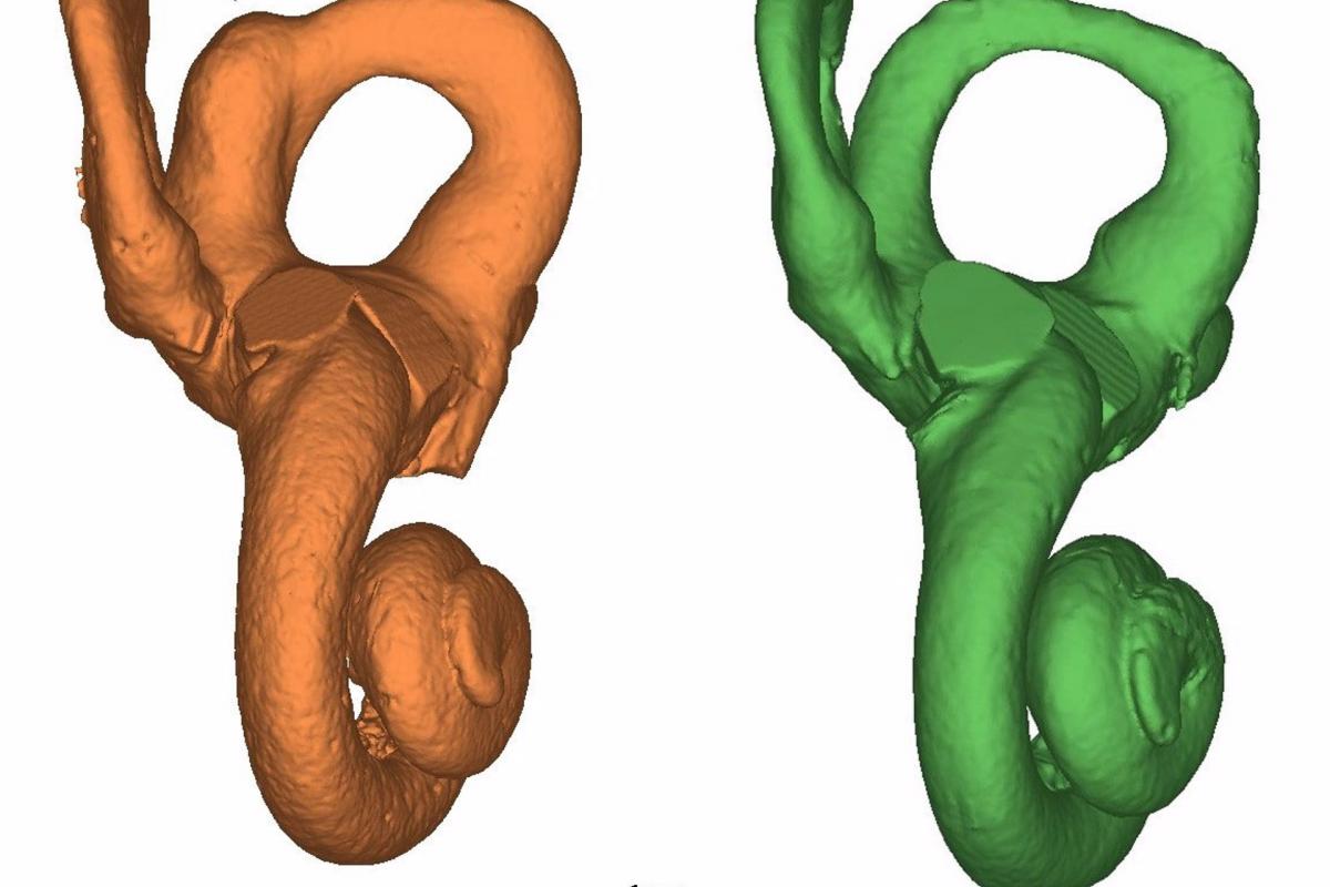 Modelos 3D del oído interno de Cova Negra.