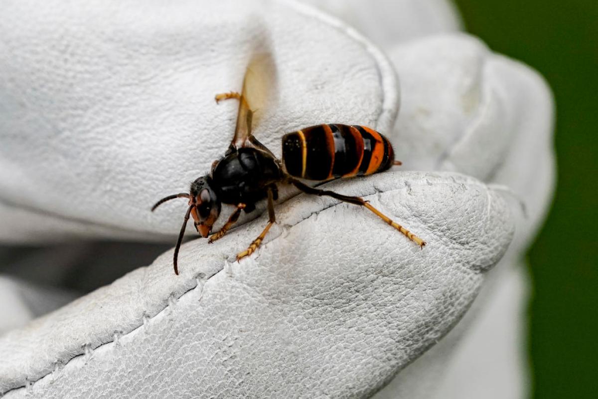 Ejemplar de avispa velutina.