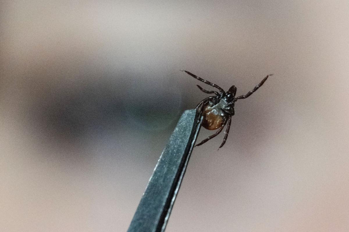 Un ejemplar de garrapata, atrapada por unas pinzas.