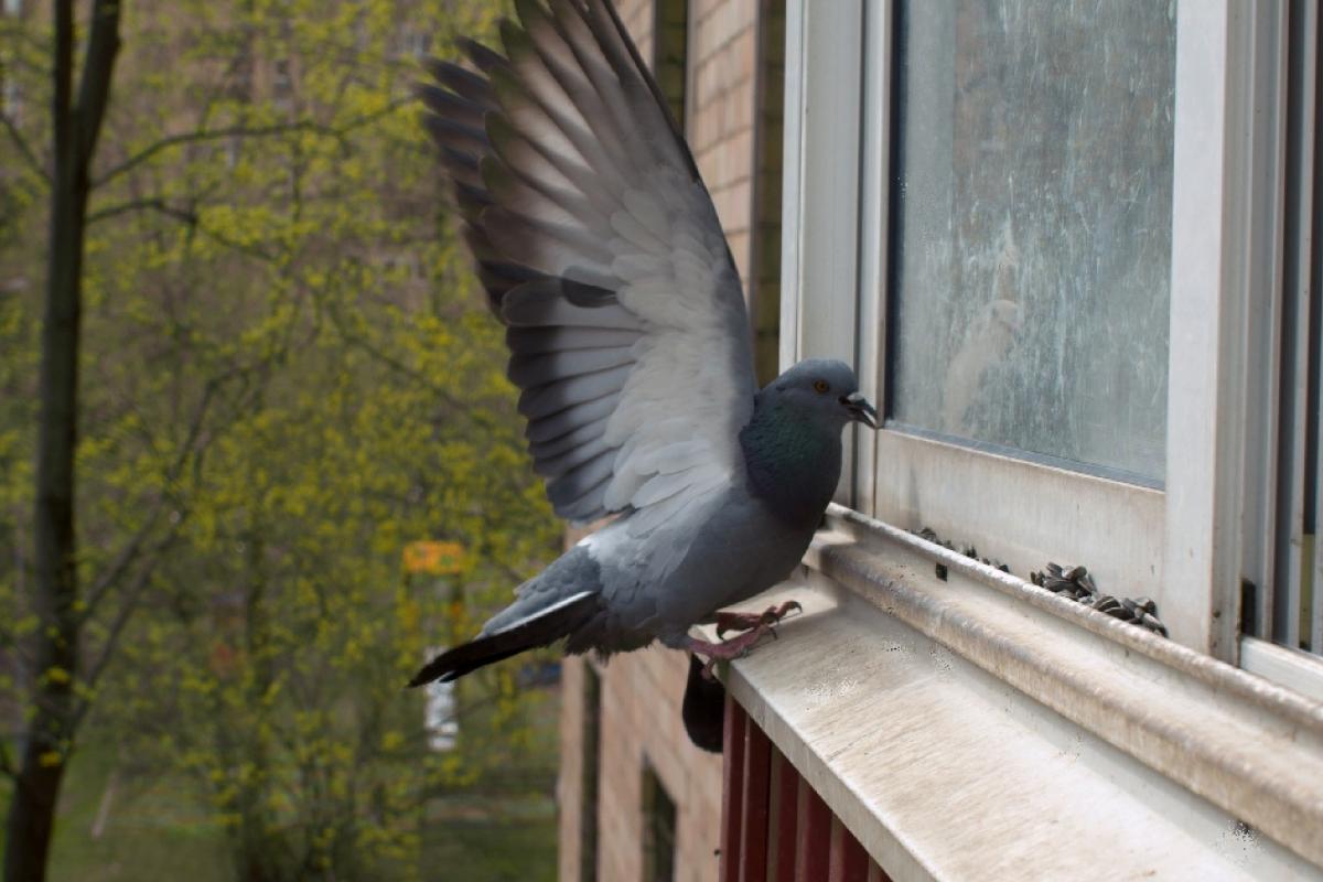 Una paloma apoyándose en el murete de una ventana.