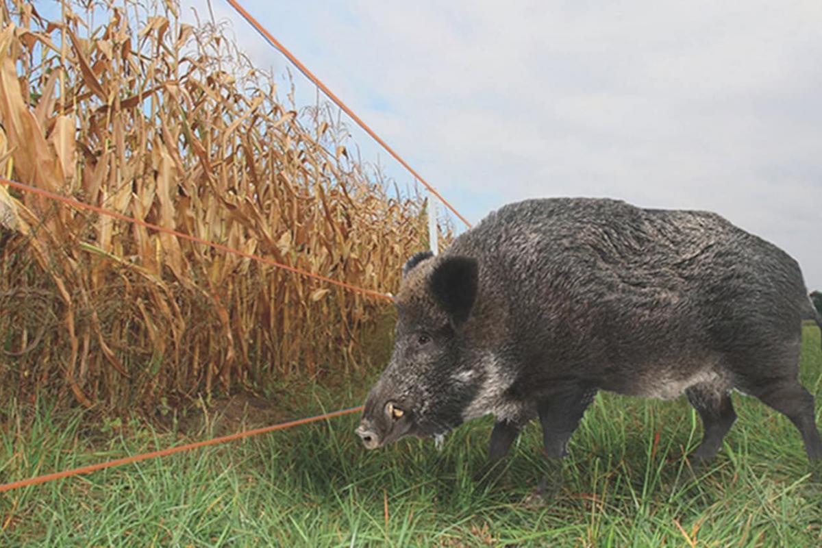 Los pastores eléctricos aseguran que los animales permanezcan dentro de las áreas designadas, evitando pérdidas y daños.