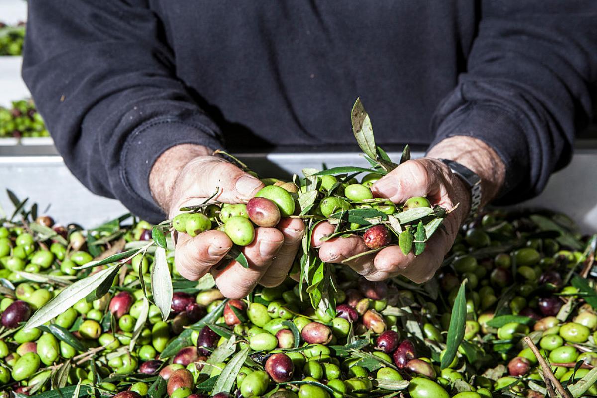 Un agricultor sostiene las aceitunas recogidas durante la campaña.