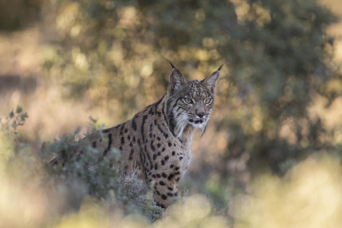 Un lince ibérico.
