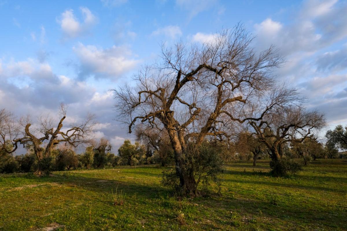 Un olivo de la región de Puglia, Italia, afectado por la bacteria Xylella fastidiosa.
