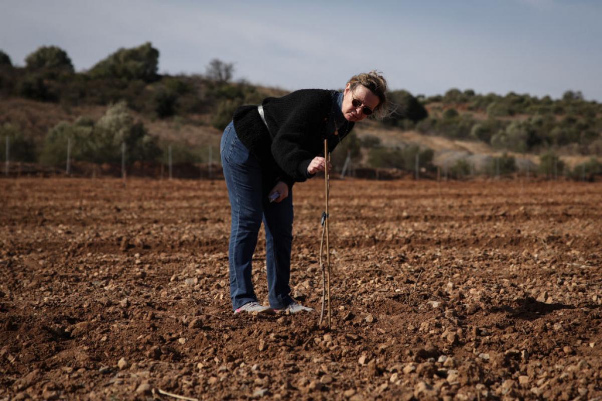 Una agricultora vigila un pistachero en una imagen de archivo