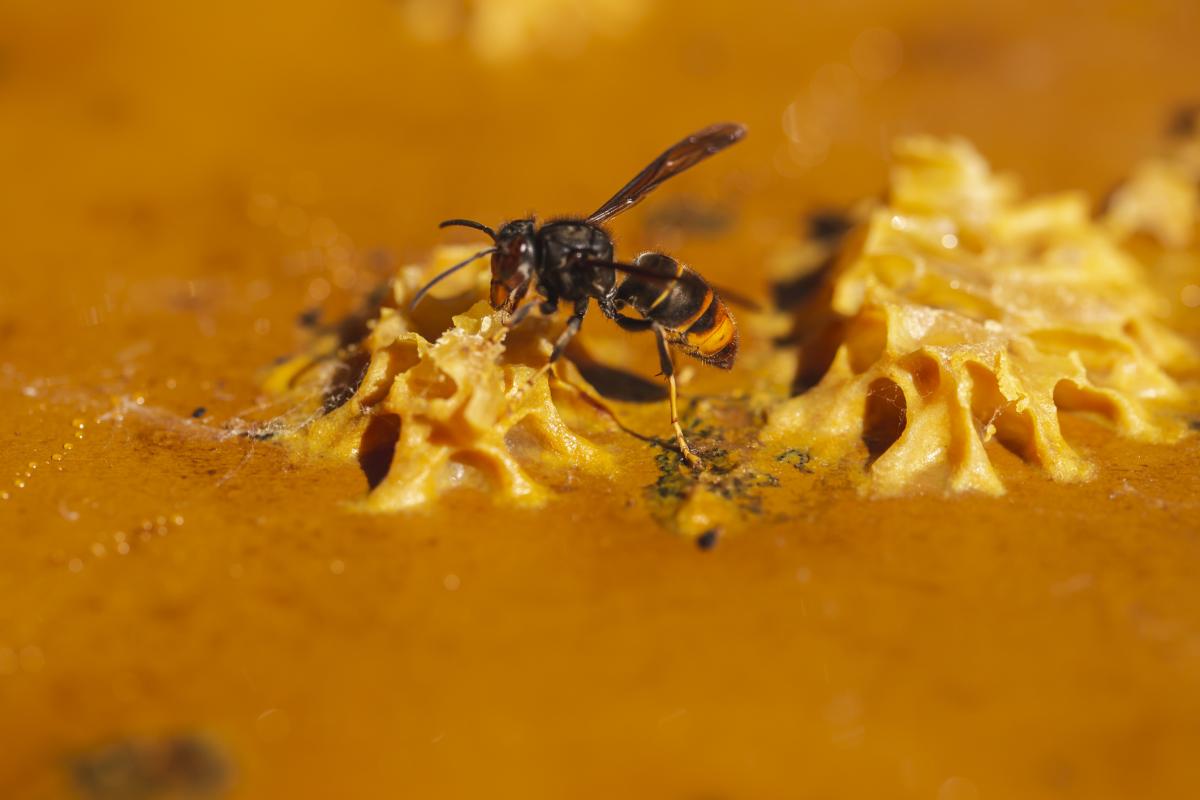 Una avispa asiática