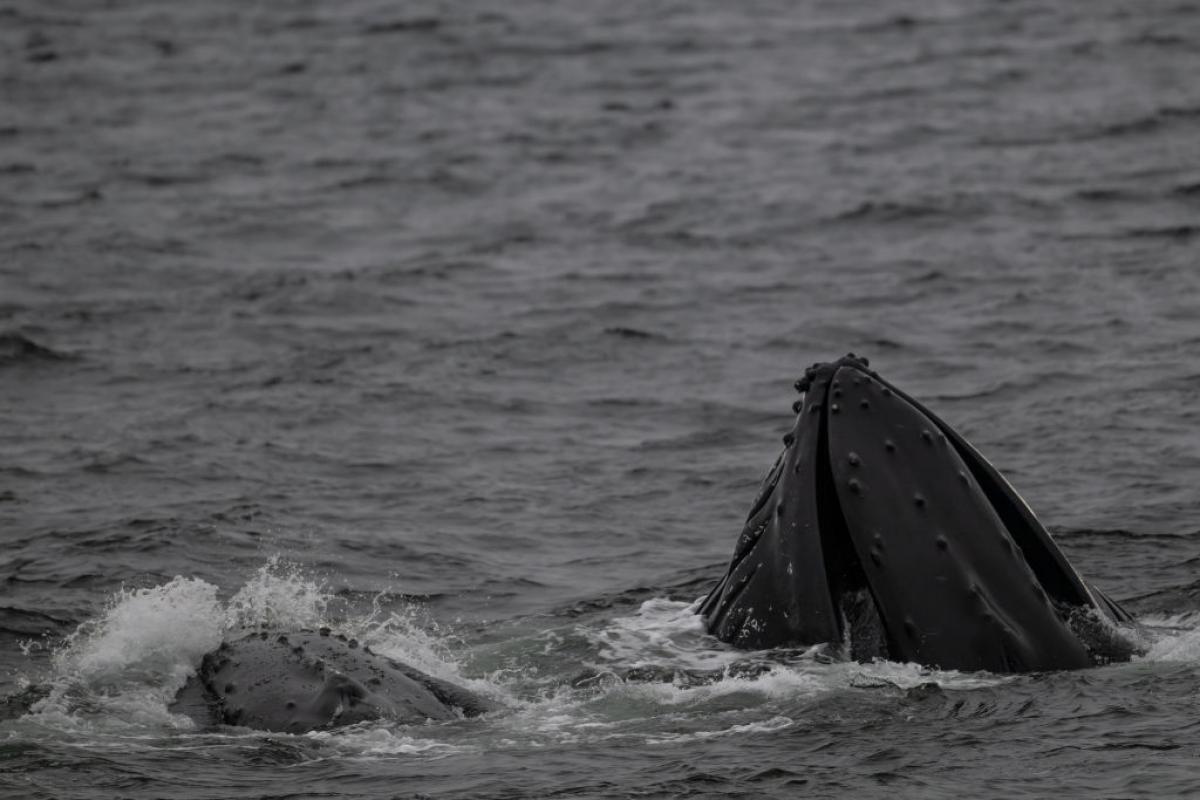 Una ballena disfruta de las aguas heladas del Ártico.