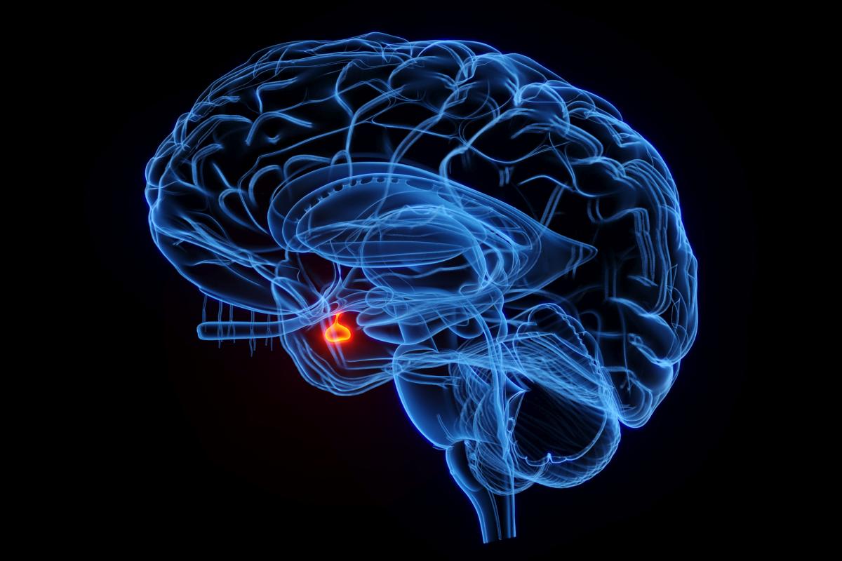 Una ilustración de un cerebro.