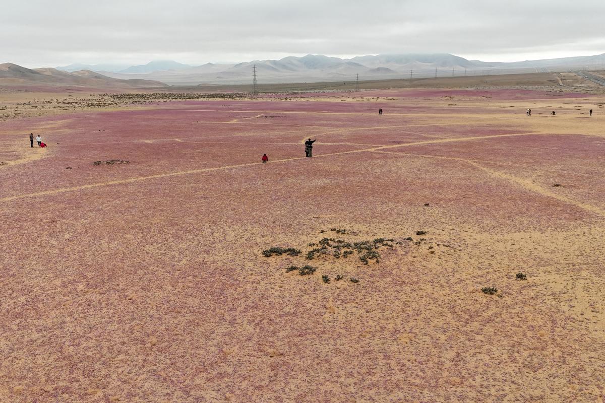 Vista aérea de la zona del desierto de Atacama, Chile, en el que se ha adelantado la floración.