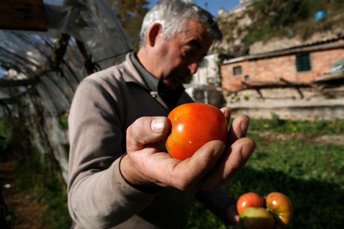 Un agricultor español muestra a cámara parte de su producción de tomate.