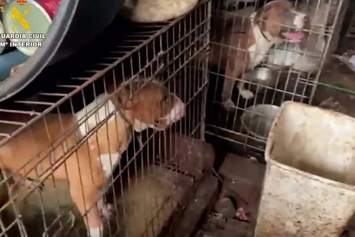 Detenida una mujer en Sanlúcar la Mayor por maltrato animal y rescatados 28 perros enjaulados