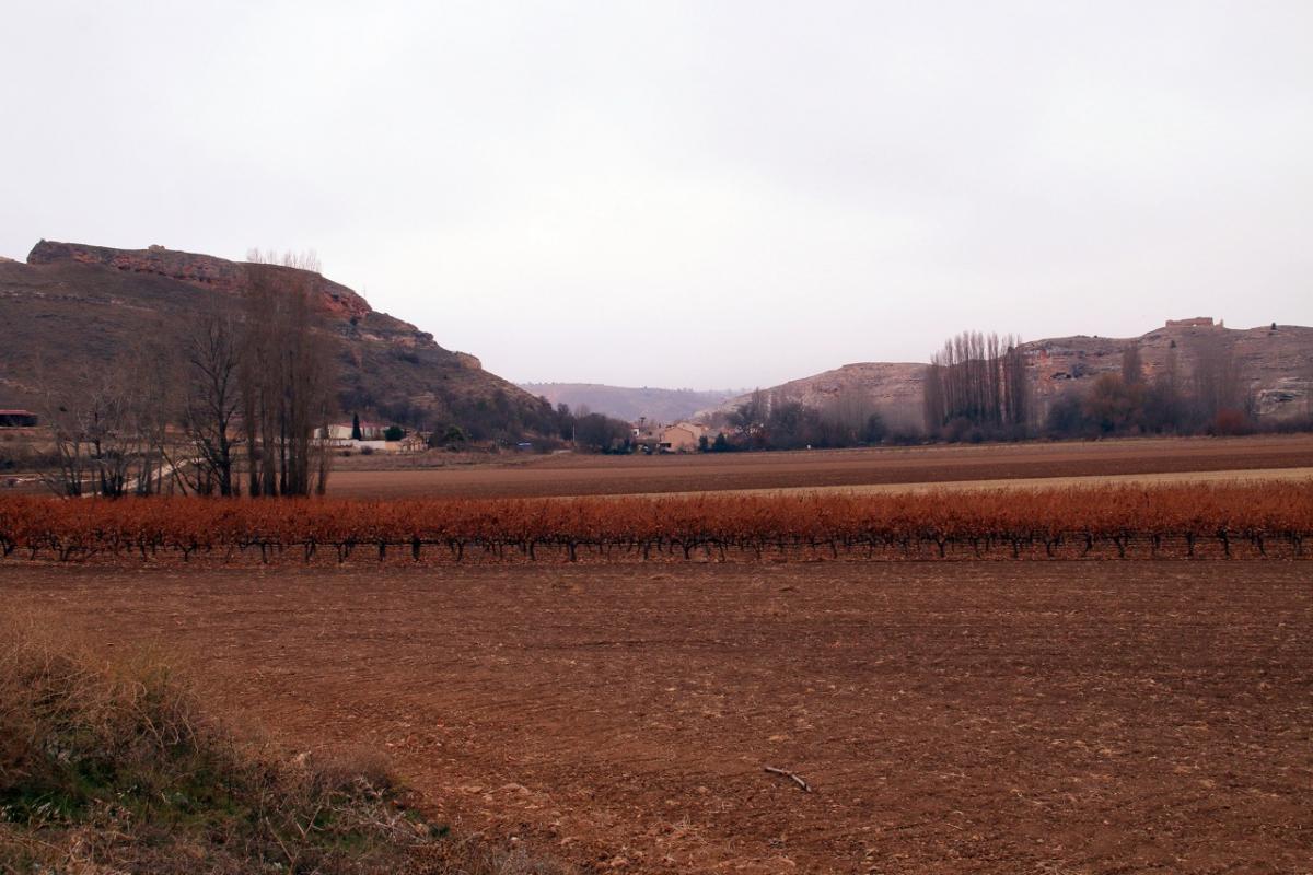 Viñedo y campos en Montejo de la Vega de la Serrezuela, Segovia
