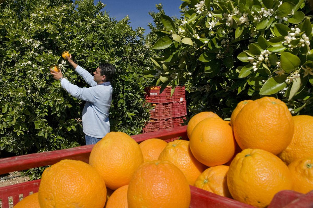 Recogida de naranja en Valencia.