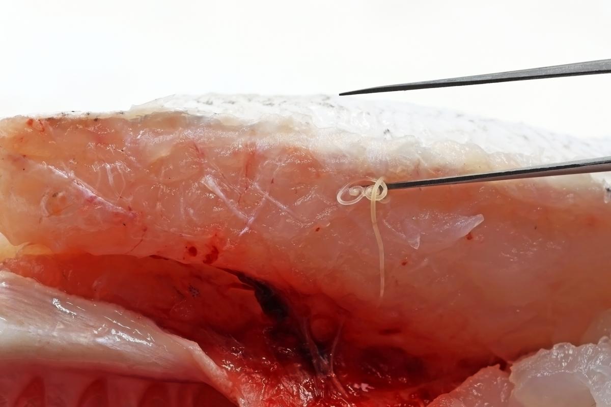 Extracción de un parásito Anisakis de un pescado.