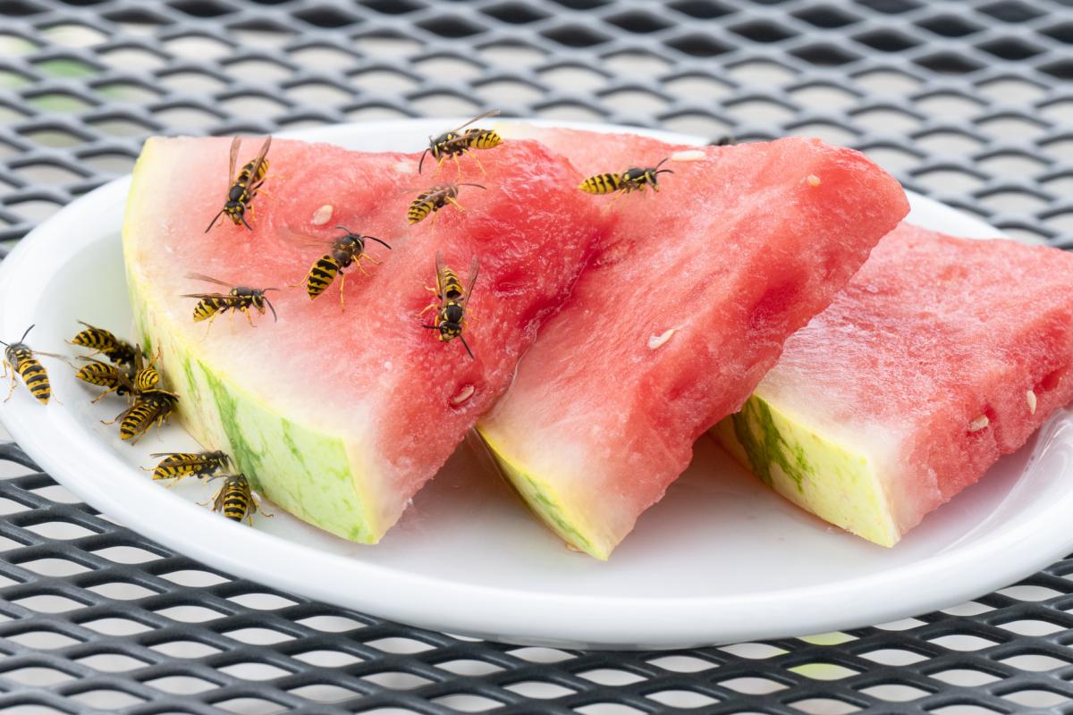 Avispas en unos trozos de sandía.