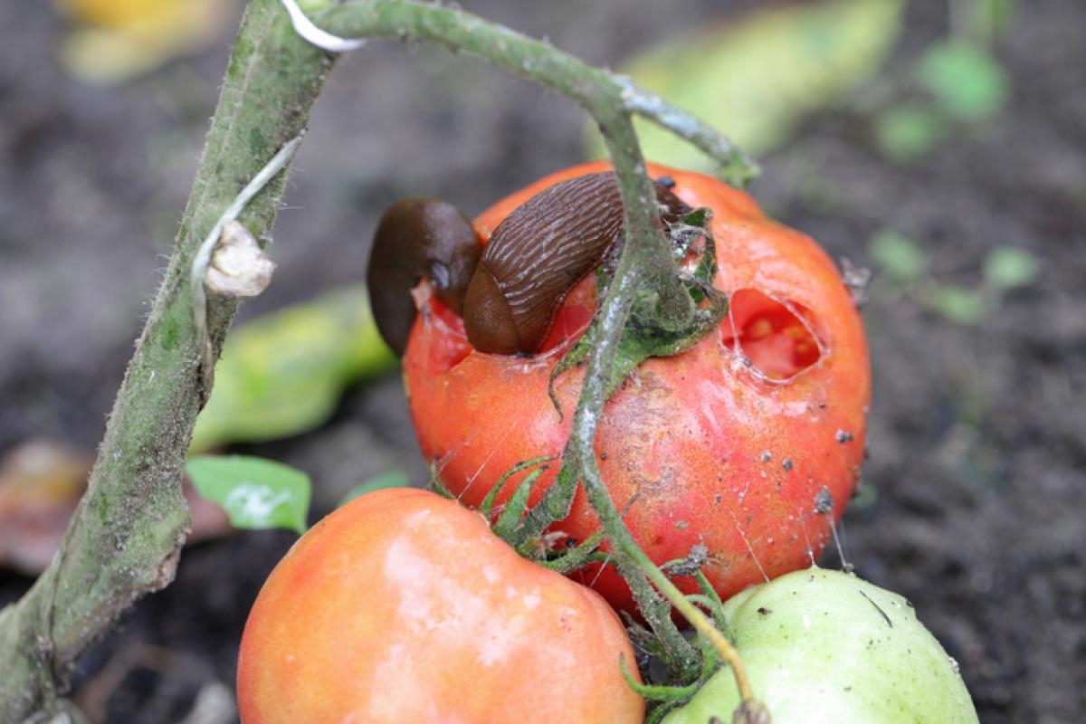 Ejemplares de babosa española, devorando un tomate en un huerto ('Arion lusitanicus').