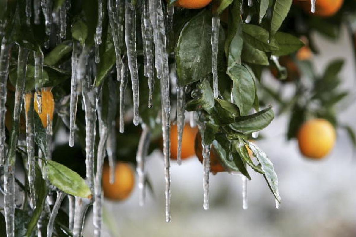 Imagen de archivo de un naranjo sufriendo los efectos de una helada.