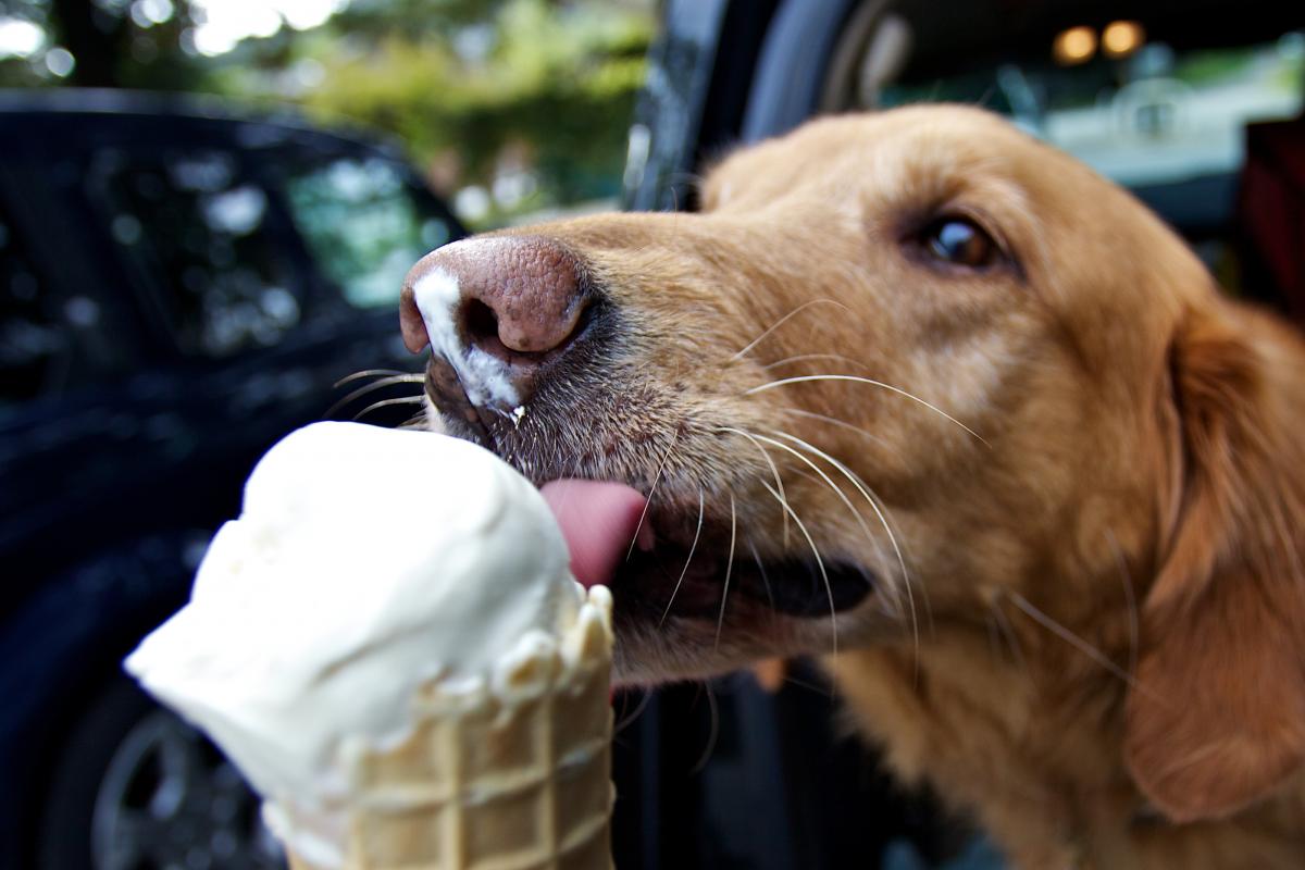 Un perro lamiendo un helado.